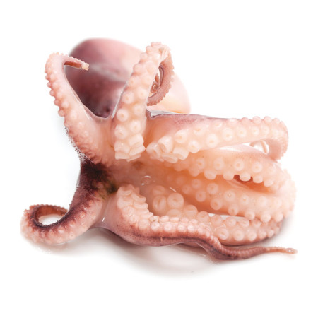 Frozen Octopus with Head On