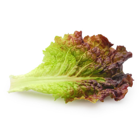 Lollo Rossa Lettuce