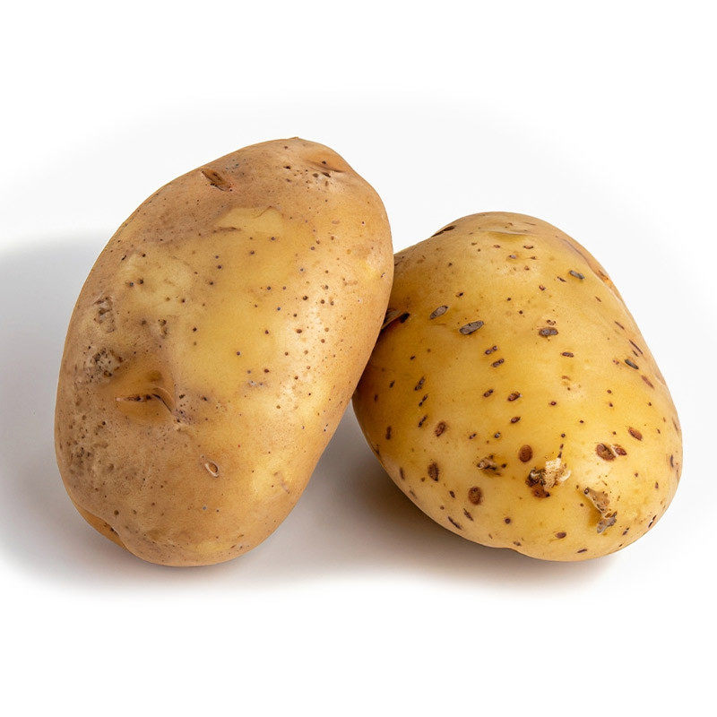 Large Agria Potato