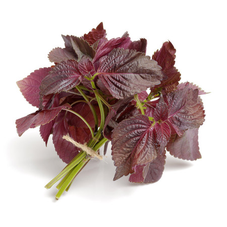 Shiso Red (Purple) Cress