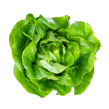 Round English Butterhead Lettuce