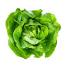 Round English Butterhead Lettuce