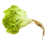 Lollo Biondi Lettuce