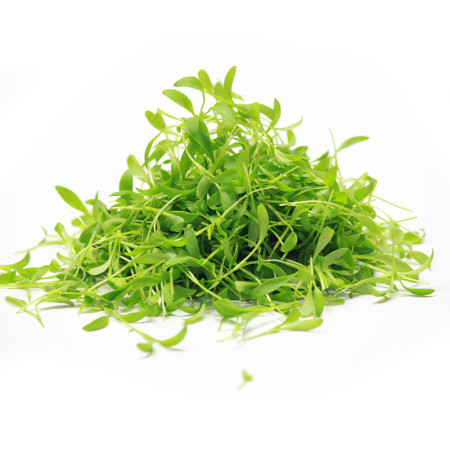 Micro Coriander