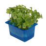 Green Shiso Leaves