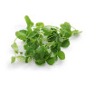 Peashoot Salad Loose