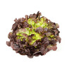 Oakleaf Red Lettuce