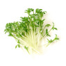 Micro Baby Watercress
