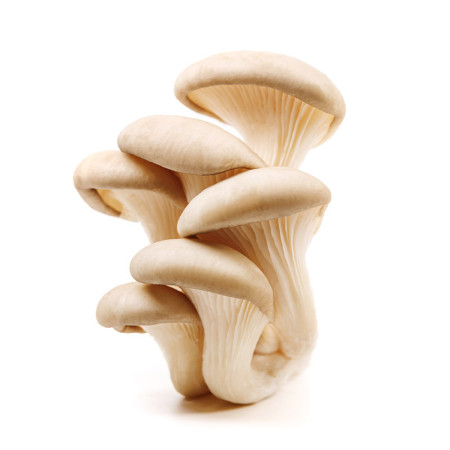 Oyster Mushrooms