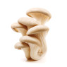 Oyster Mushrooms