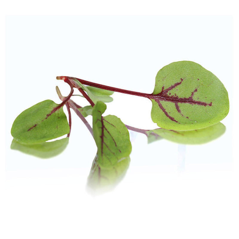 Micro Red Vein Sorrel