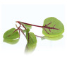 Micro Red Vein Sorrel