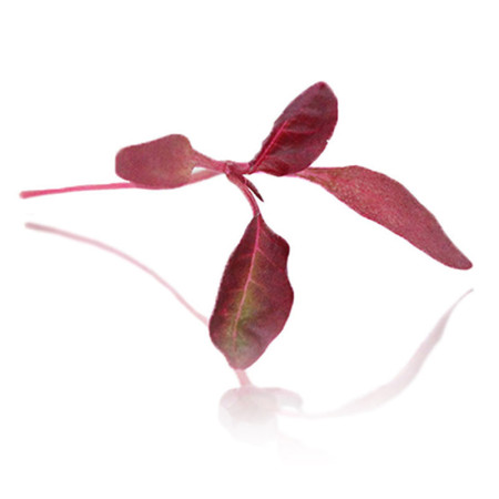 Micro Amaranth
