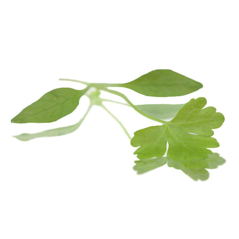 Micro Parsley