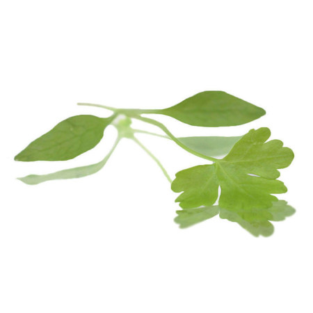 Micro Parsley