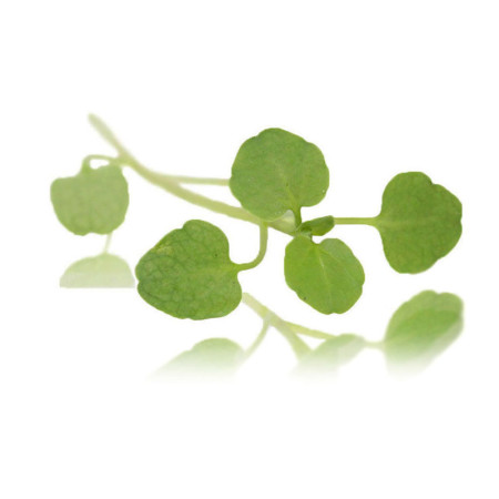 Micro Watercress Savoy