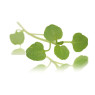 Micro Watercress Savoy
