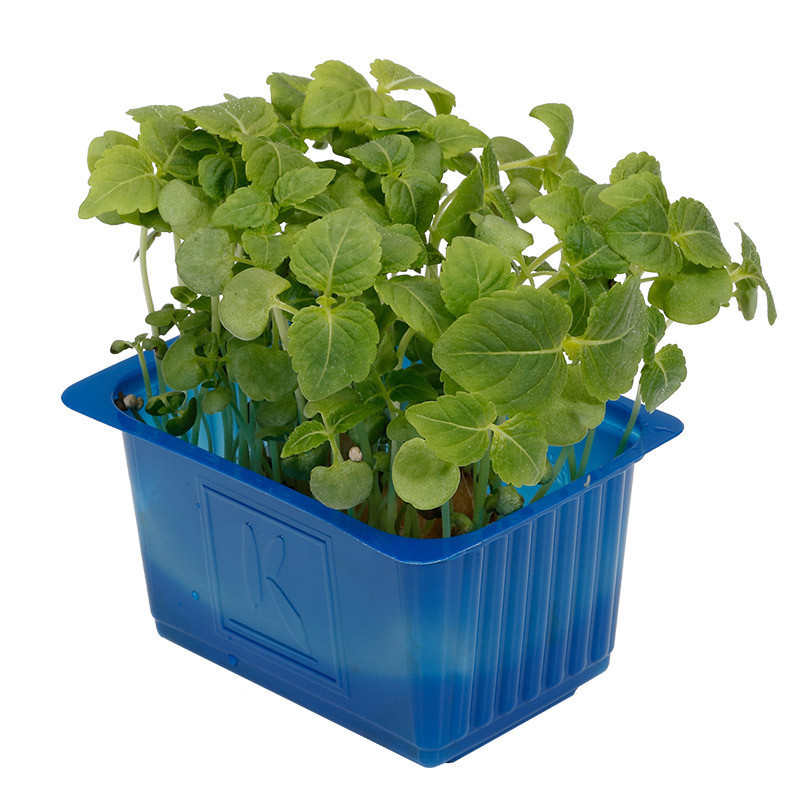 Shiso Green Cress