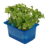 Shiso Green Cress