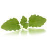 Micro Lemon Balm