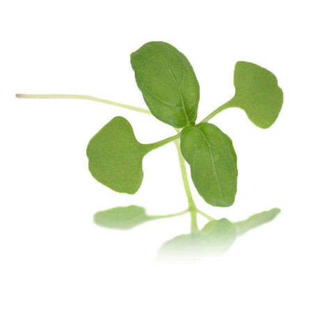Micro Green Basil Green