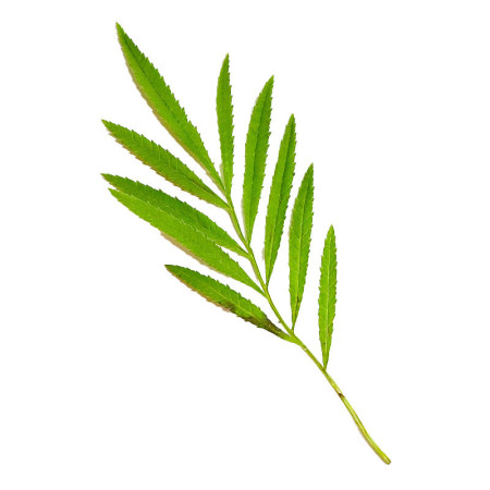 Marigold Peruvian Leaves