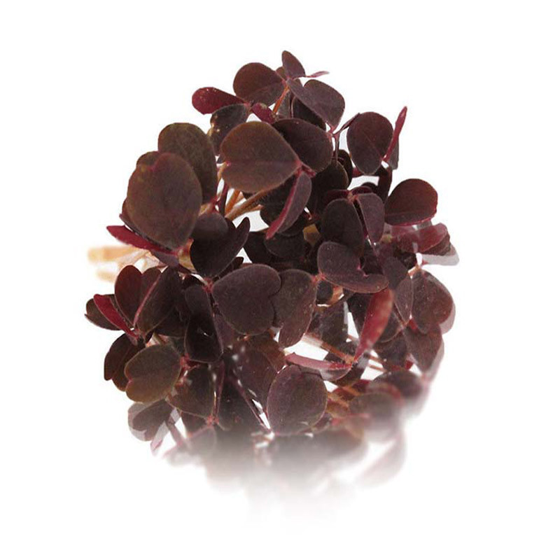 Micro Red Butterfly Sorrel