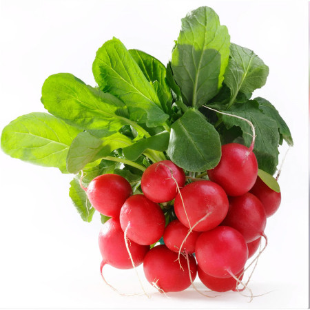 Red Baby Radish