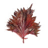 Shiso Leaves