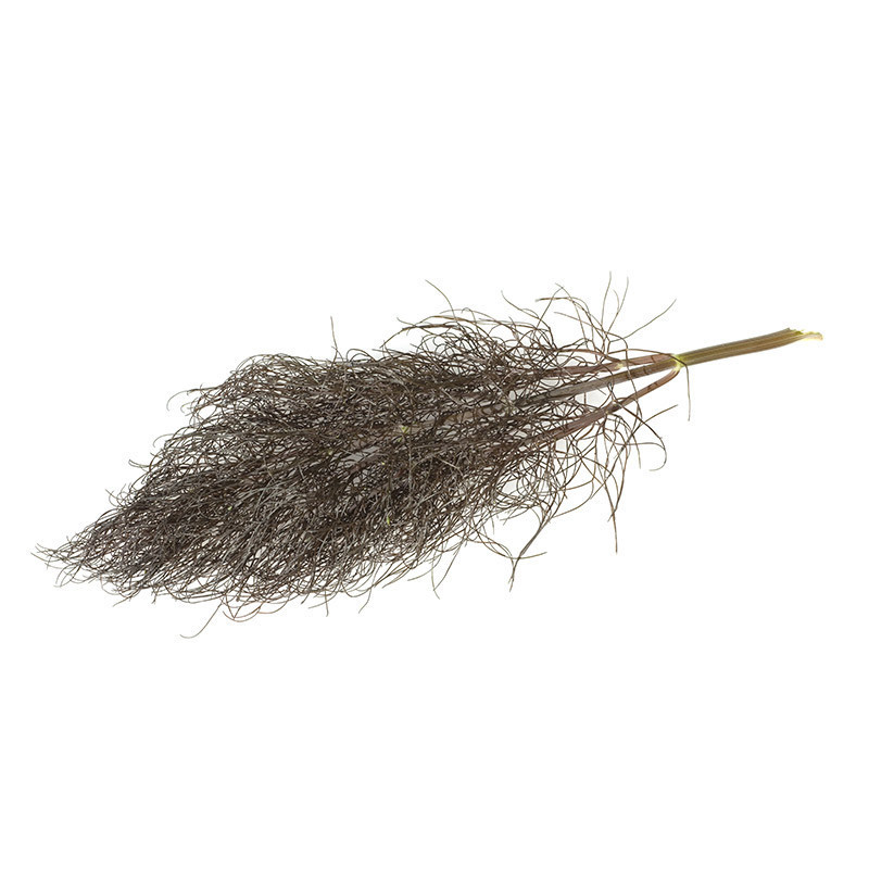Bronze Fennel