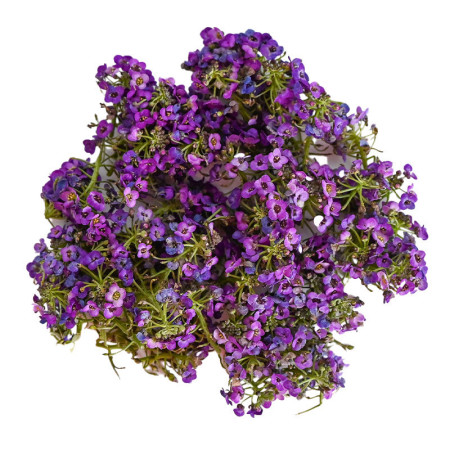 Alyssum Purple Flower