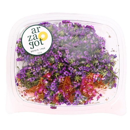 Alyssum Purple Flower