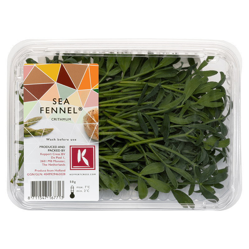 Sea Fennel