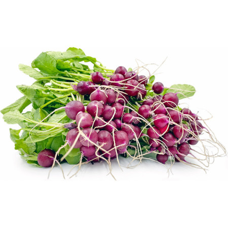 Purple Baby Radish