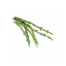 Samphire