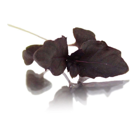 Micro Red Basil