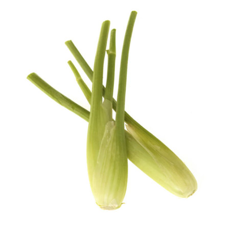 Baby Fennel Bunch