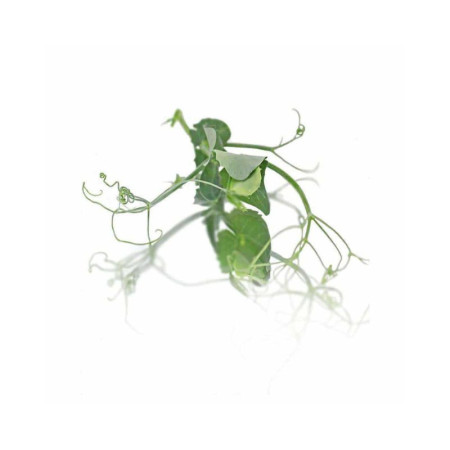 Micro Pea Shoot