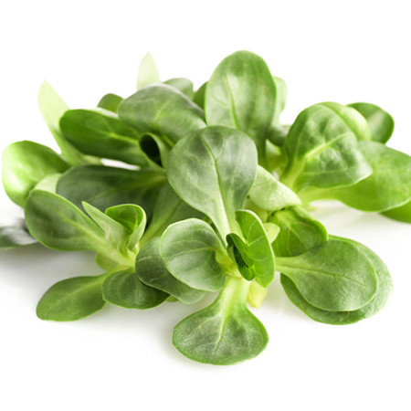 Lambs Lettuce (Mache / Corn Salad)