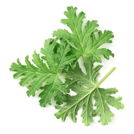 Geranium Rose Leaves