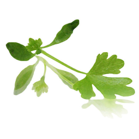 Micro Celery