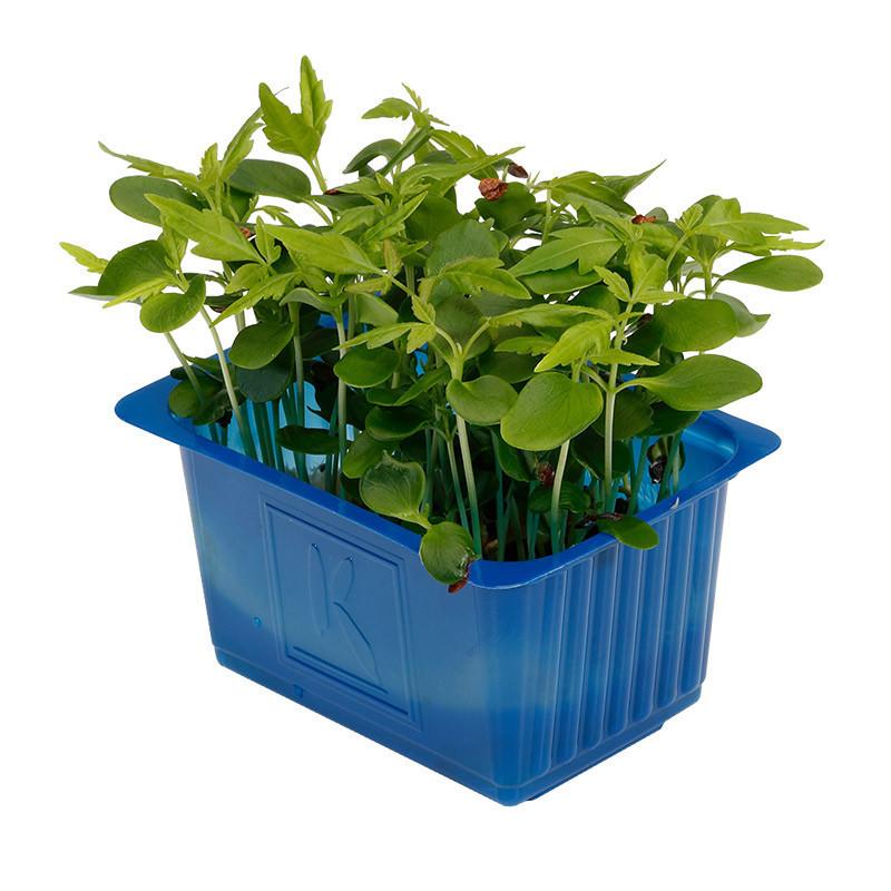 Tahoon Cress
