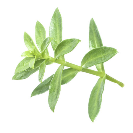 Sea Purslane