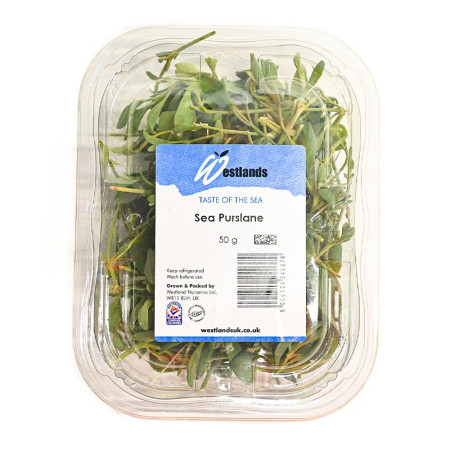 Sea Purslane