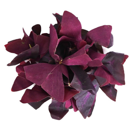 Red Butterfly Sorrel Leaves