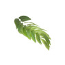 Curry Leaves