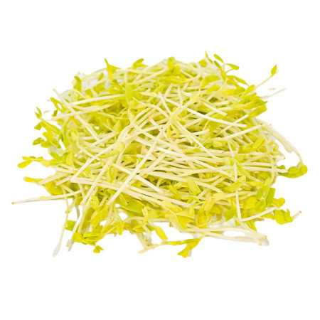 Micro Golden Pea Shoots