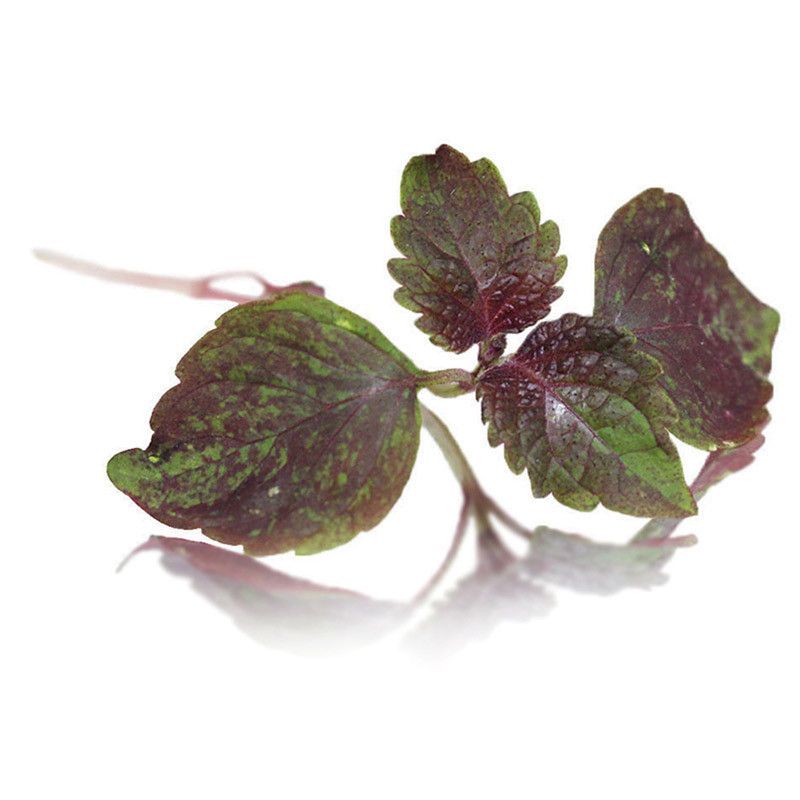 Micro Shiso Cress