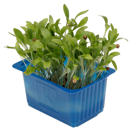 Ghoa Cress (Coriander)