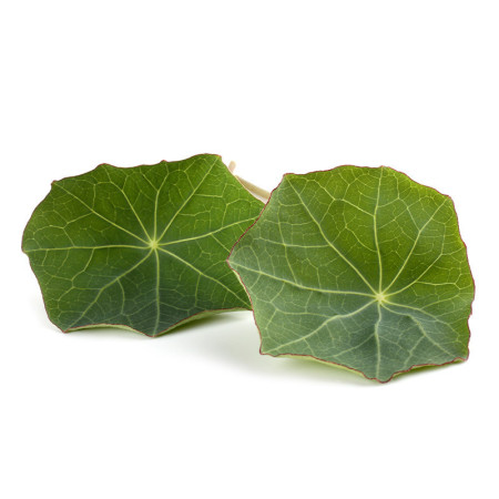 Nasturtium Leaves  XL